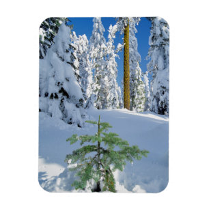 Snow Covered Forest in Oregon Magnet