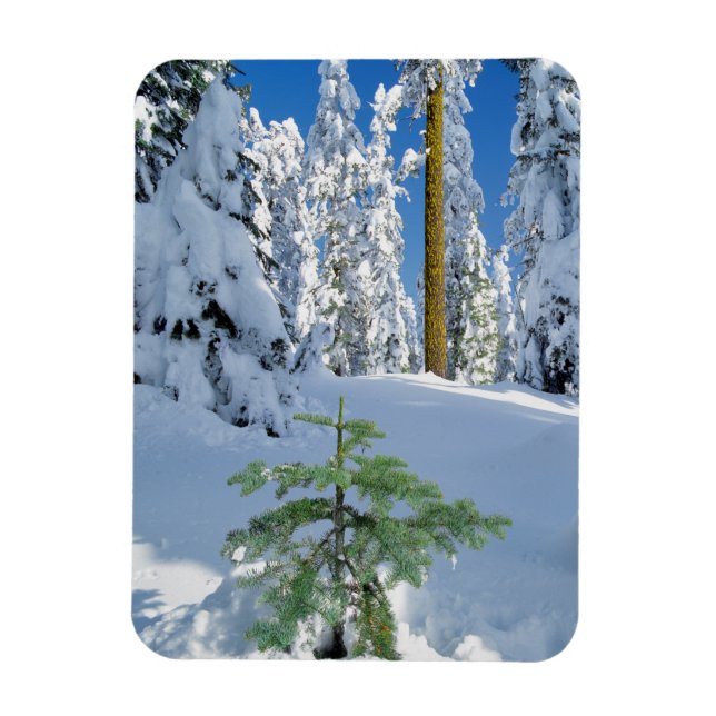 Snow Covered Forest in Oregon Magnet (Vertical)