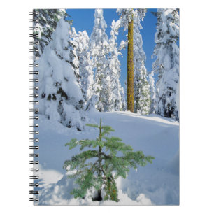 Snow Covered Forest in Oregon Notebook