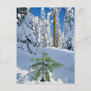 Snow Covered Forest in Oregon Postcard