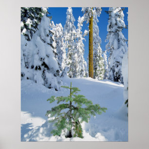 Snow Covered Forest in Oregon Poster