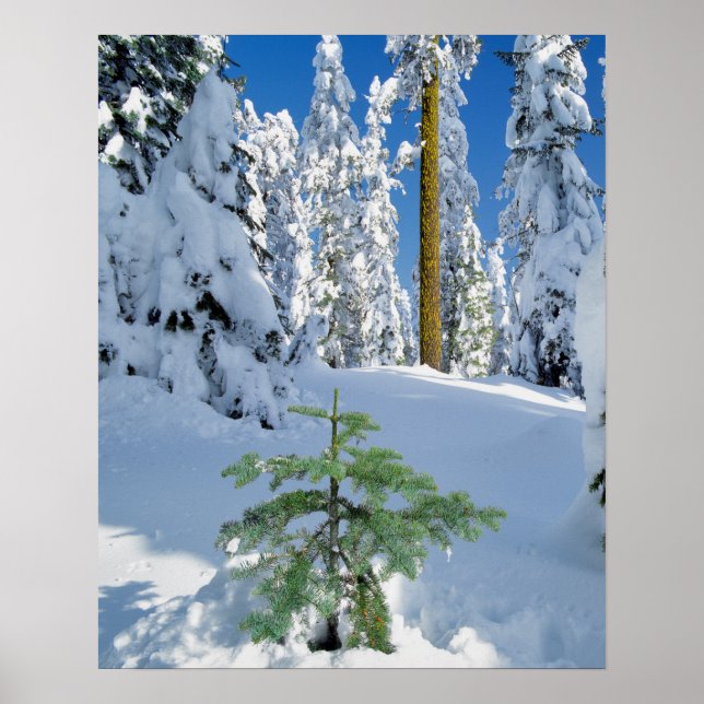 Snow Covered Forest in Oregon Poster (Front)