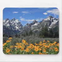 Snow Covered Grand Teton Range with Yellow Flowers