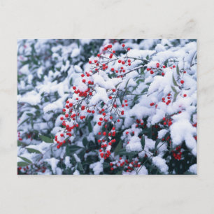 Snow Covered Holly Berries - Holiday Postcards