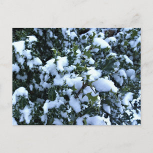 Snow-covered Holly Postcard
