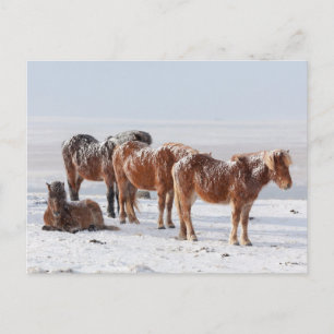 Snow Covered Icelandic Horses Postcard