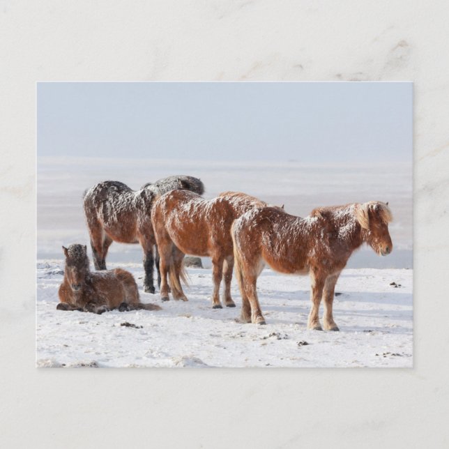 Snow Covered Icelandic Horses Postcard (Front)