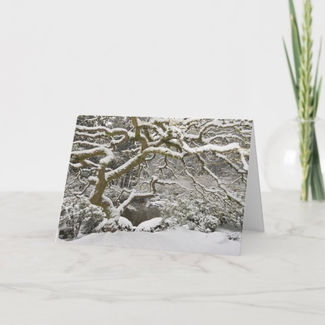 Snow-covered Japanese maple Card (Front)