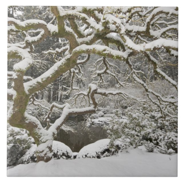 Snow-covered Japanese maple Ceramic Tile (Front)