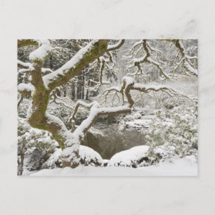 Snow-covered Japanese maple Postcard