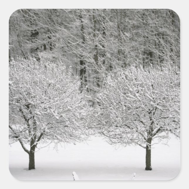 Snow covered landscape square sticker (Front)