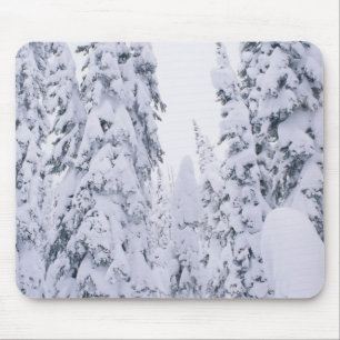 Snow-covered lodge pole pines mouse pad