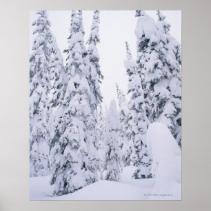 Snow-covered lodge pole pines poster