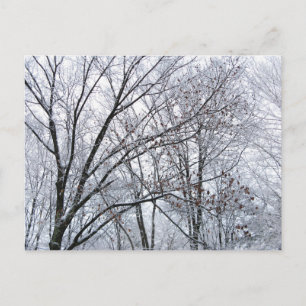 Snow-covered Oak Tree Postcard