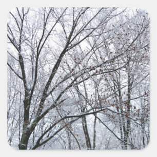Snow-covered Oak Tree Square Sticker