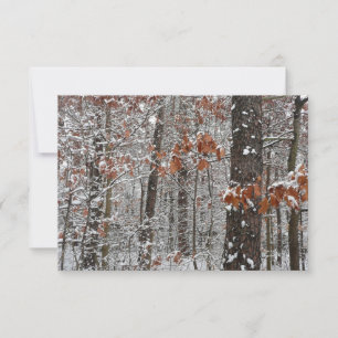 Snow Covered Oak Trees Winter Nature Photography