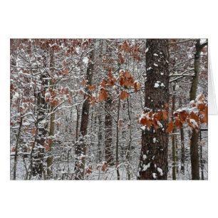 Snow Covered Oak Trees Winter Nature Photography