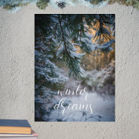 Snow-covered pine branches