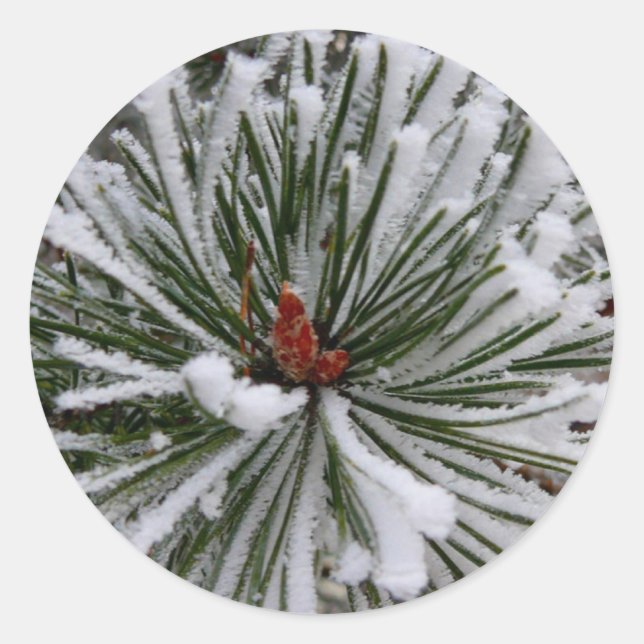 Snow-Covered Pine Needles Classic Round Sticker (Front)