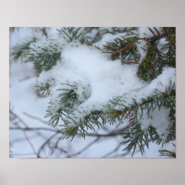 Snow Covered Pine Needles Winter Nature Poster (Front)