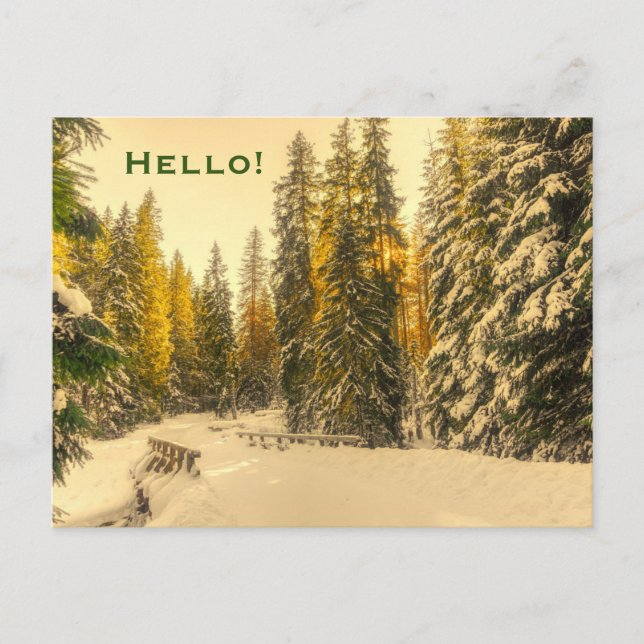 Snow Covered Pine Trees Forest Nature Photo Hello Postcard (Front)