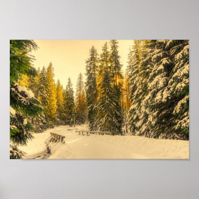Snow Covered Pine Trees Forest Nature Photo Poster (Front)