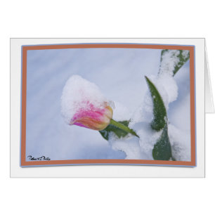 Snow Covered Pink Tulip