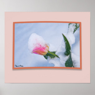 Snow Covered Pink Tulip Poster