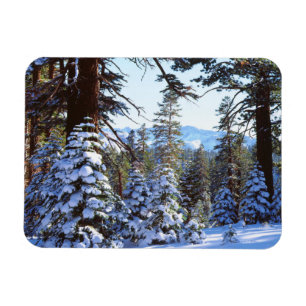 Snow-covered Red Fir trees in the High Sierra 2 Magnet