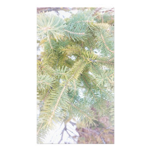 Snow-covered Spruce Trees. Buy Now Photo Print