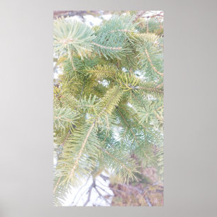 Snow-covered Spruce Trees. Buy Now Poster