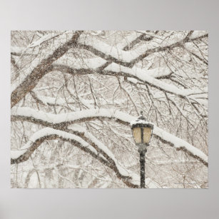 Snow Covered Tree 2 Poster