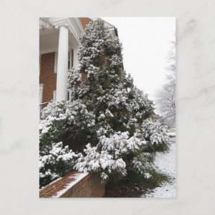 Snow-Covered Tree Postcard