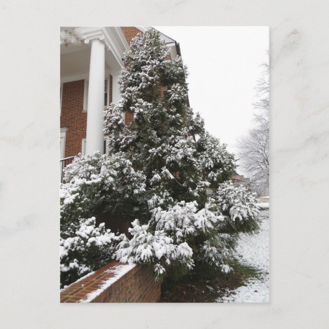 Snow-Covered Tree Postcard (Front)