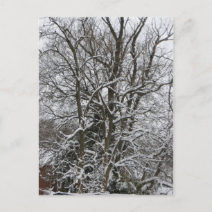 Snow-Covered Tree Postcard