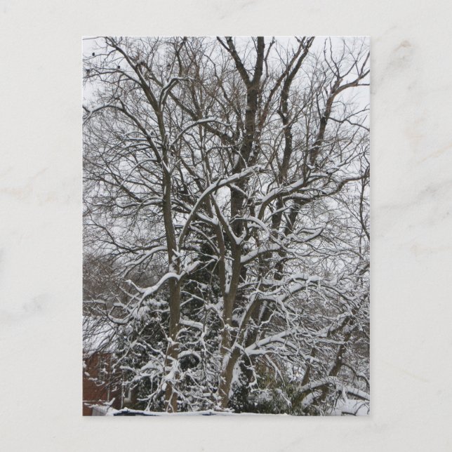 Snow-Covered Tree Postcard (Front)