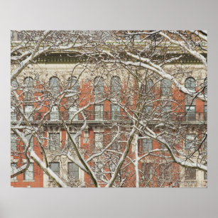 Snow Covered Tree Poster