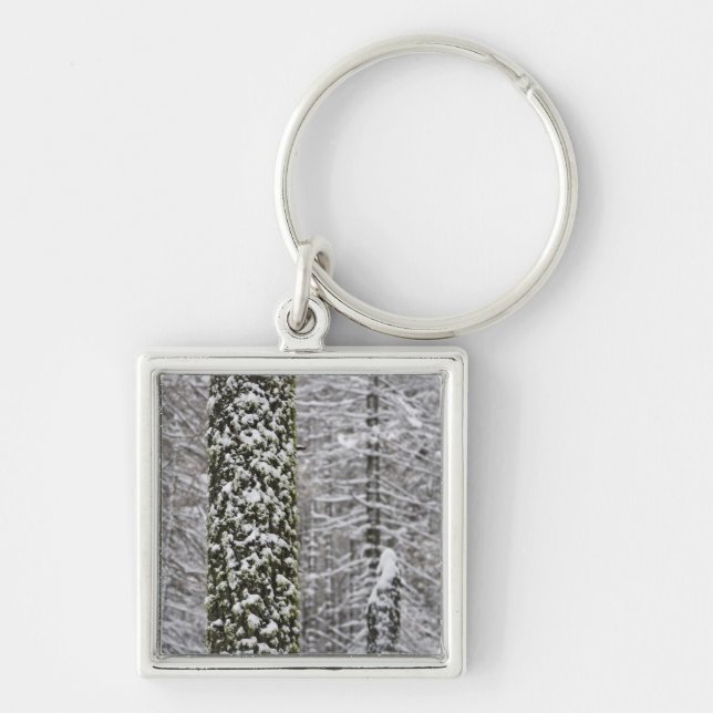 Snow covered tree trunks in Yosemite valley - Key Ring (Front)