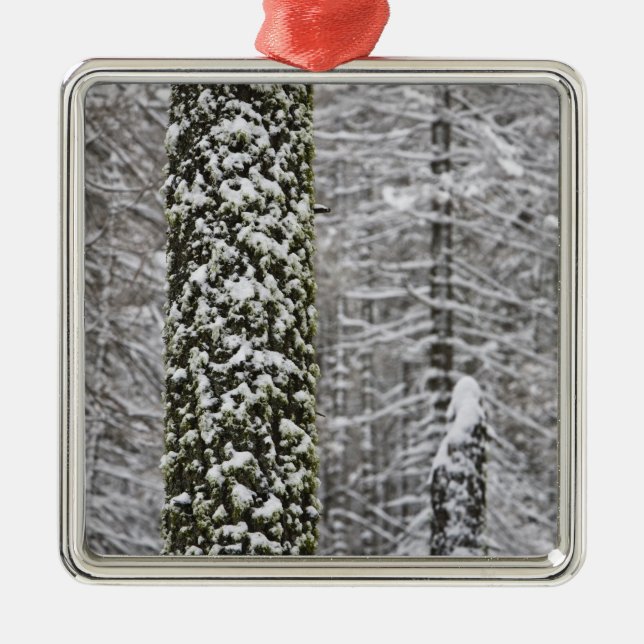 Snow covered tree trunks in Yosemite valley - Metal Tree Decoration (Front)