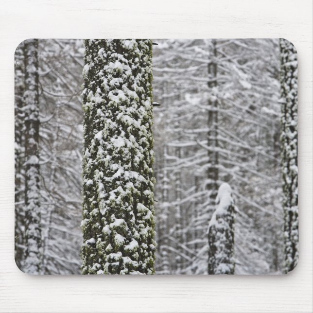 Snow covered tree trunks in Yosemite valley - Mouse Pad (Front)