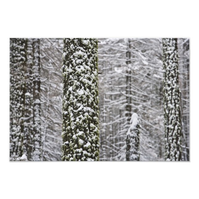 Snow covered tree trunks in Yosemite valley - Photo Print (Front)