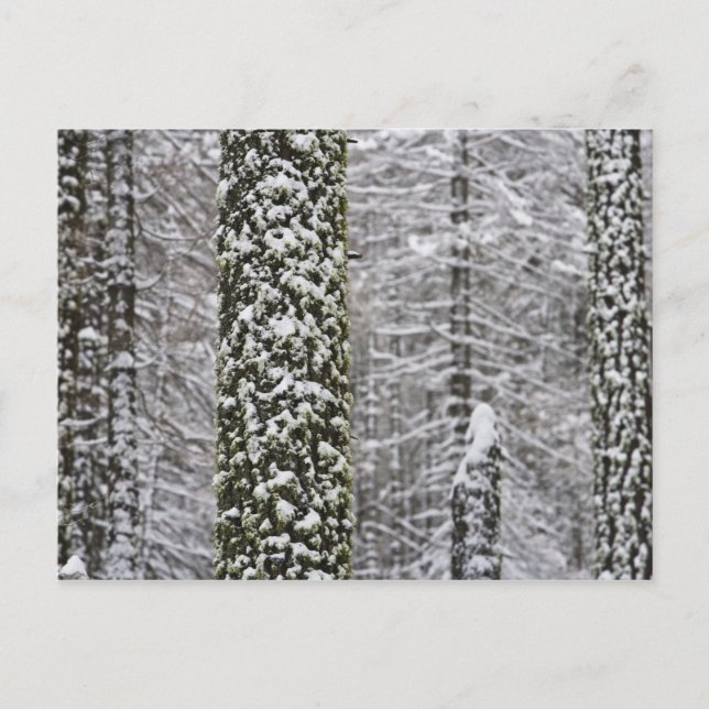 Snow covered tree trunks in Yosemite valley - Postcard (Front)