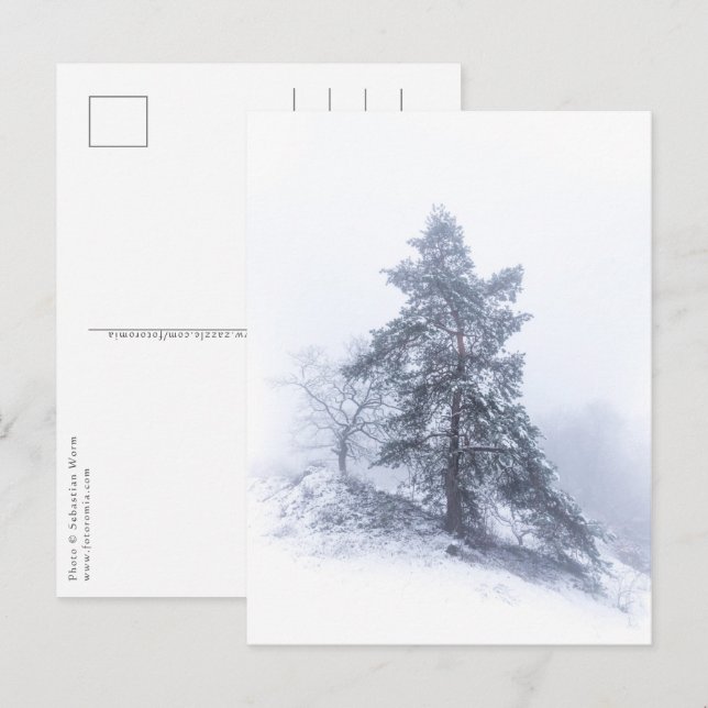 Snow-covered Tree Winter Photo Postcard (Front/Back)