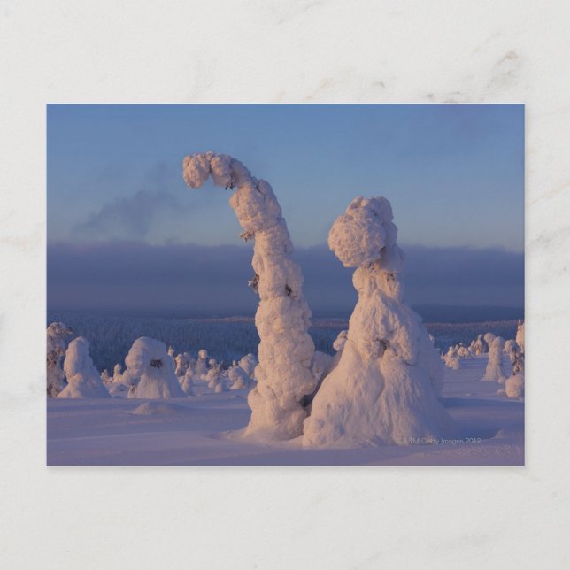 Snow covered trees in Lappland Postcard (Front)
