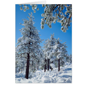 Snow-covered trees in the Laguna Mountains