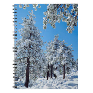 Snow-covered trees in the Laguna Mountains Notebook
