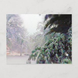 Snow Covered Trees, Pine on KC Street Postcard
