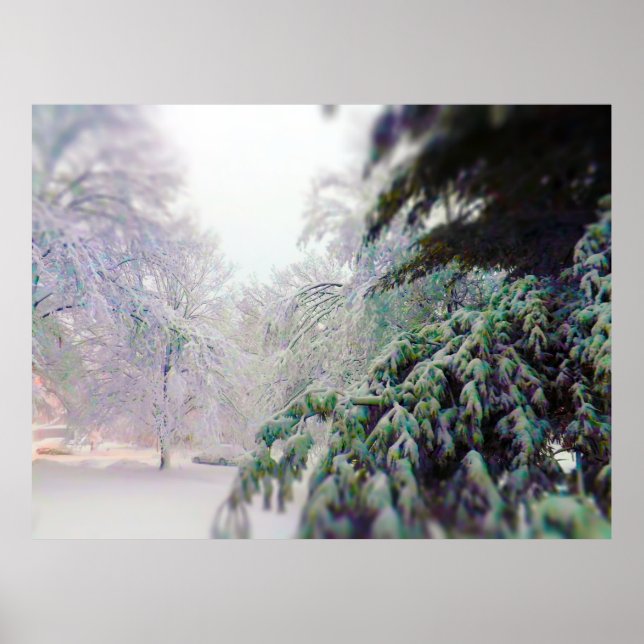 Snow Covered Trees, Pine on KC Street Poster (Front)