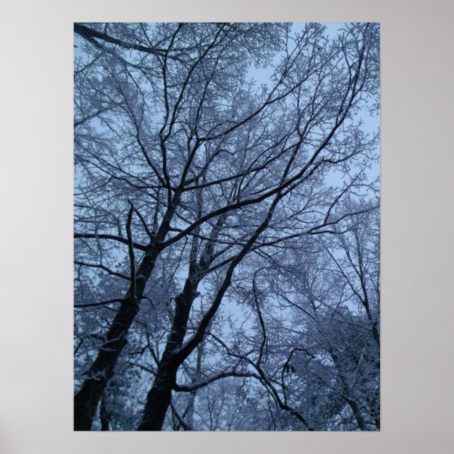 Snow Covered Trees Poster (Front)