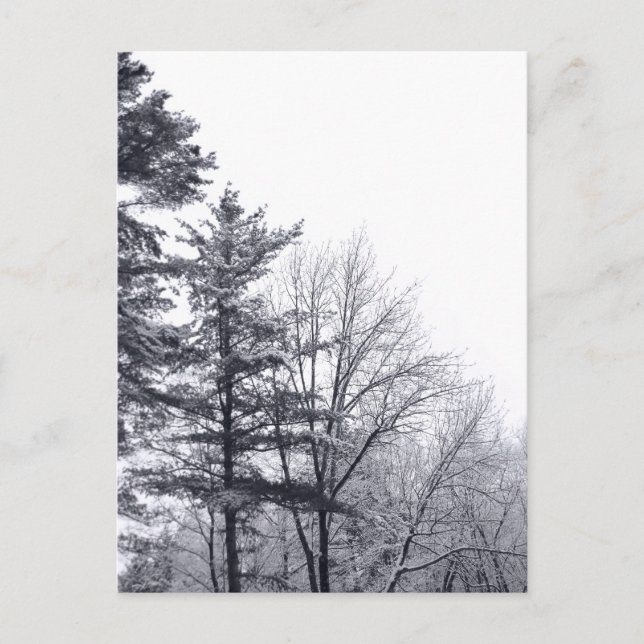Snow-covered Trees: Vertical Postcard (Front)